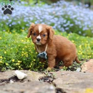 Mr. Bentley, Cavalier King Charles Spaniel Puppy